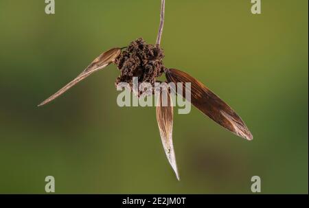 Ash key galls, Aceria fraxinivora on the fruits of Common Ash Stock ...