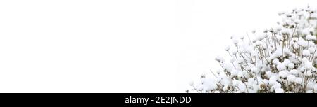 Dried flowers are covered with snow. winter Stock Photo