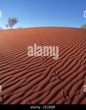Australia. Queensland. Simpson Desert. Animal tracks in red sand dunes. Stock Photo