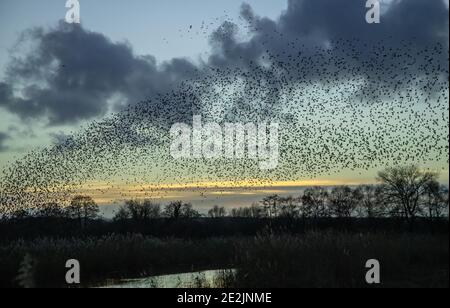 Huge flocks of Common starlings, Sturnus vulgaris, in  murmurations as they come to roost. Somerset Levels. Stock Photo