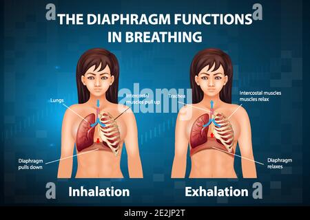 Breathing. Lungs and Diaphragm functions. Exhalation and Inspiration ...