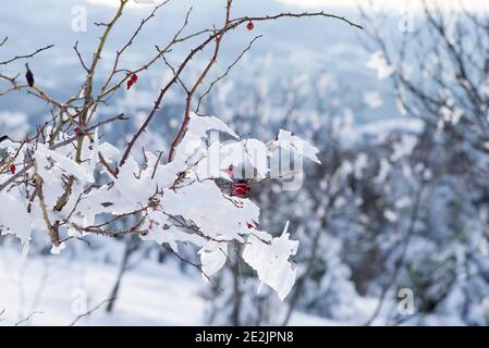 Rose hips covered in frost and snow during the winter season,italy Stock Photo