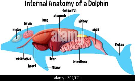 Internal Anatomy Of A Dolphin Illustration Stock Vector Image & Art - Alamy