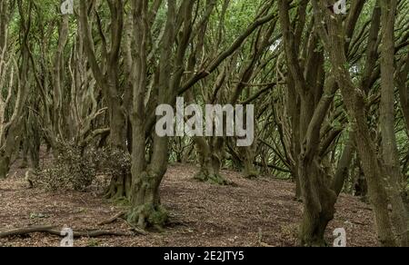 Naturalised dense woodland of Holm Oak, Quercus ilex, on south-facing slope near Selworthy, Exmoor. Somerset. Stock Photo