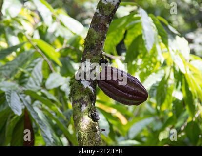 Farm with cocoa plantation and cocoa fruits on the trees Stock Photo