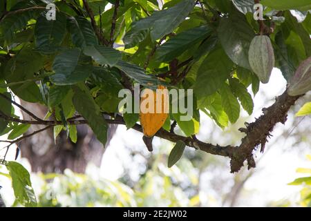 Farm with cocoa plantation and cocoa fruits on the trees Stock Photo