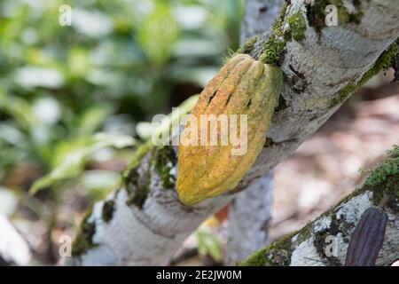 Farm with cocoa plantation and cocoa fruits on the trees Stock Photo