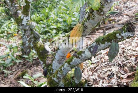 Farm with cocoa plantation and cocoa fruits on the trees Stock Photo