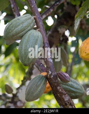 Farm with cocoa plantation and cocoa fruits on the trees Stock Photo