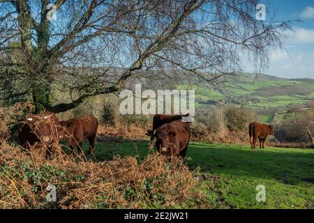 Red Ruby Devon cattle grazing in old pasture on Crawter Hill, with Selworthy beyond. Exmoor, Somerset.