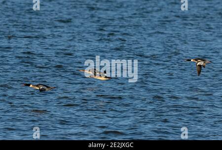 Group of Red-breasted merganser, Mergus serrator, in flight in  winter in Poole Harbour, Dorset. Stock Photo