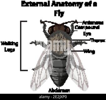 External Anatomy of a Fly on white background illustration Stock Vector