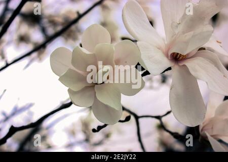 White or creamy magnolia flowers close-up, a picturesque delicate spring flower Stock Photo