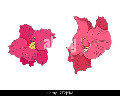 Gladiolus flower in hand drawn style. Vector illustration. Stock Vector