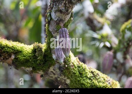 Farm with cocoa plantation and cocoa fruits on the trees Stock Photo