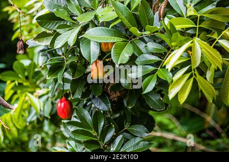 Ackee Fruit in Grenada Stock Photo