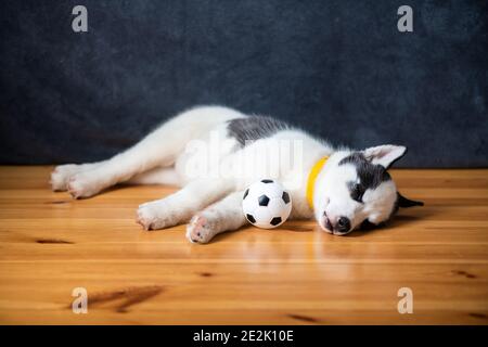 A small white dog puppy breed siberian husky with beautiful blue eyes lays on wooden floor with ball toy. Dogs and pets photography Stock Photo