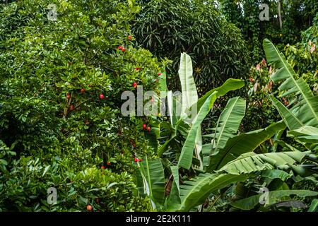 Ackee Fruit in Grenada Stock Photo