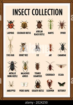 Set of insect collection in wooden frame illustration Stock Vector ...