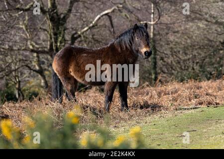 An Exmoor pony in Exmoor National Park, England. Stock Photo
