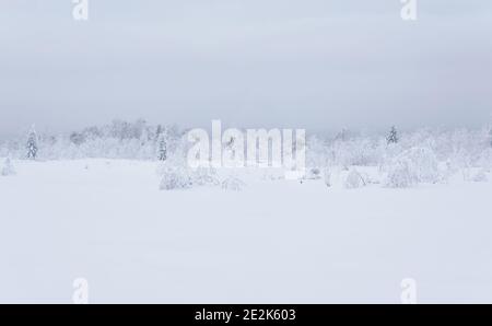 northern cold landscape - frozen forest tundra under deep snow in a frosty haze Stock Photo