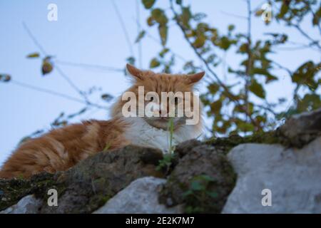 An orange tabby stray cat is sunbathing on the wall. Stock Photo