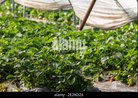 Cultivation of strawberry fruits using the plasticulture method, plants growing on plastic mulch in walk-in greenhouse polyethylene tunnels Stock Photo