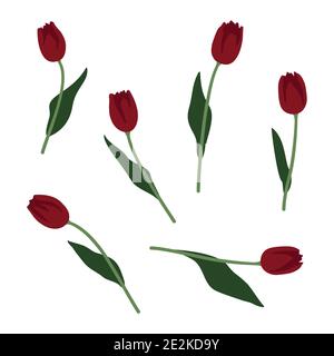Spring Tulip Flowers in Flower Pot Vector Illustration Stock Vector ...