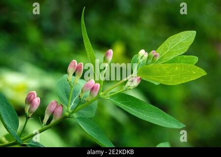Close-up of Tatar honeysuckle branch with buds. Lonicera tatarica flowering plant, selective focus Stock Photo