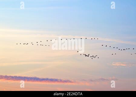 Wild geese flying around Stock Photo