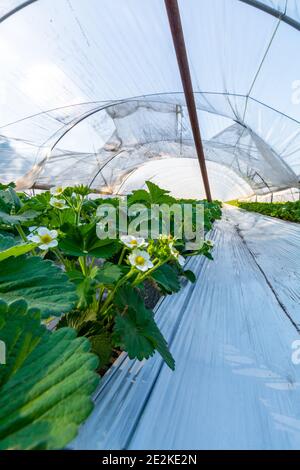 Cultivation of strawberry fruits using the plasticulture method, plants growing on plastic mulch in walk-in greenhouse polyethylene tunnels Stock Photo