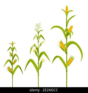 Growth stages from seed to adult plant. Stock Vector