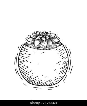 Contour illustration of succulent cactus in a pot with stones with hatching. Engraved picture of a home plant for interior decoration. Vector sketch f Stock Vector