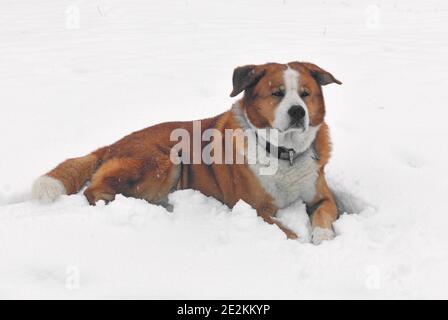 Funny Cross between Akita Inu and Greater Swiss Mountain Dog lies on snow Stock Photo
