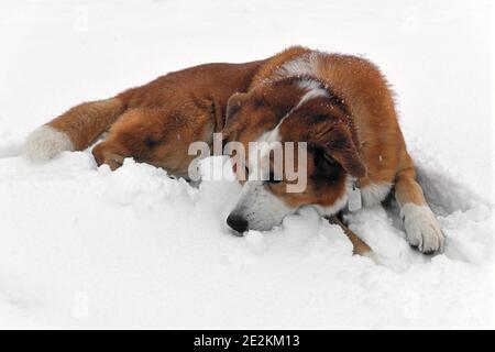 Cross between Akita Inu and Greater Swiss Mountain Dog lies on snow Stock Photo