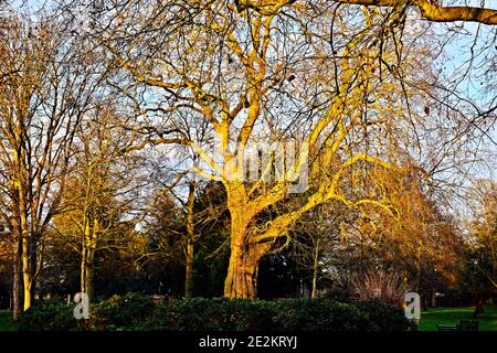 Tree without leaves during winter Stock Photo