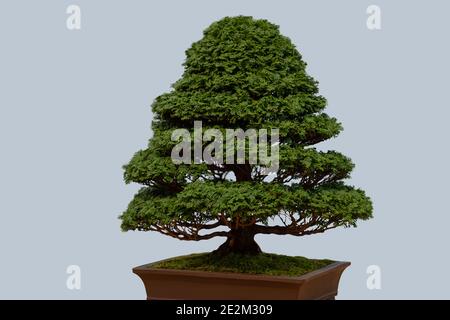 Bonsai tree in ceramic flower pot isolated on white background. Japanese tree and Ornamental plant Stock Photo