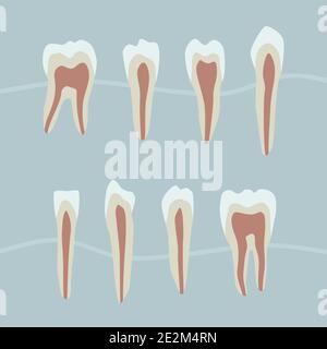 Tooth structure - vector illustration Stock Vector Image & Art - Alamy