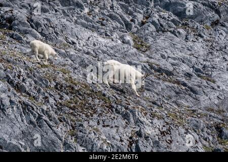 A young Mountain Goat (Oreamnos americanus) kid follows it's mother down a step rocky cliff in Alaska. Stock Photo