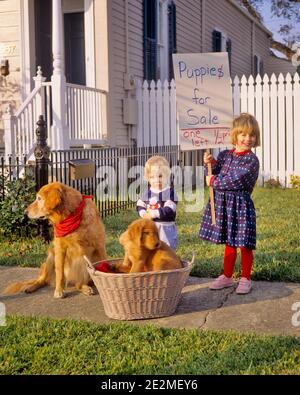 1990s TODDLER BOY AND BIG SISTER GIRL LOOKING AT CAMERA HOLDING PUPPIES FOR SALE SIGN ONE LEFT GOLDEN RETRIEVER PUPPY IN BASKET - kd5962 GRD001 HARS SISTER 1 JUVENILE CUTE BLOND LIFESTYLE FEMALES HOUSES WINNING BROTHERS PUPPIES HEALTHINESS HOME LIFE COPY SPACE FULL-LENGTH GOLDEN RESIDENTIAL MALES BUILDINGS SIBLINGS SISTERS EYE CONTACT SELLING HAPPINESS MAMMALS AND CANINES OPPORTUNITY HOMES SIBLING POOCH RETRIEVER BESIDE RESIDENCE PLEASANT AGREEABLE CANINE CHARMING JUVENILES LOVABLE MAMMAL PLEASING ADORABLE APPEALING BABY GIRL CAUCASIAN ETHNICITY OLD FASHIONED Stock Photo