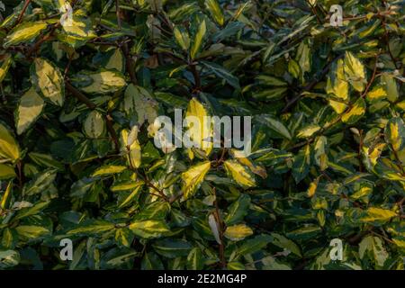 Elaeagnus Pungens Maculata shrub. Stock Photo