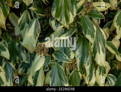 Hedera Colchica Dentata Variegata