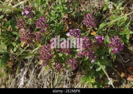 Thymus nummularius in natural habitat. Pass Gumbashi,  Caucasus Mountains, Russia. Stock Photo
