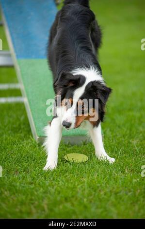 Black tricolor Australian Shepherd dog in an Agility Dog track. Trained dog on catwalk performing trick Stock Photo