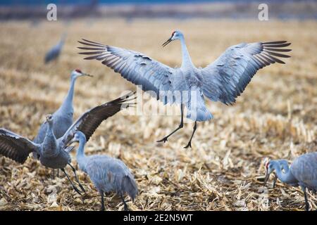 An adult sandhill crane chases away a juvenile crane amongst a flock in a cornfield on an overcast day.  The other birds in the flock look on. Stock Photo