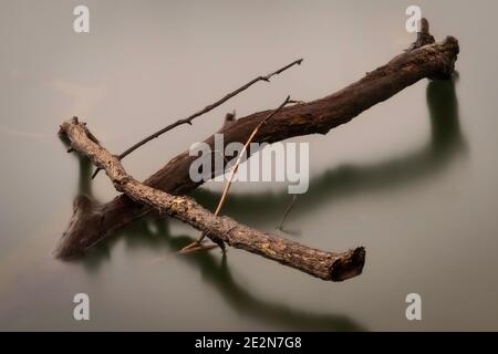 A snag or deadfall in a pond on a rainy day.  Image is a long exposure during a downpour which helped to soften the water and give a sense of presence. Stock Photo