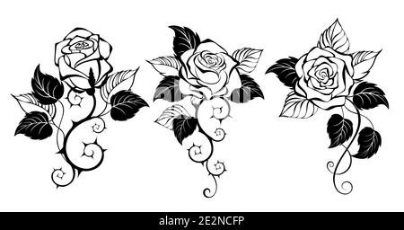 Three, artistically drawn, contour, black, prickly, blooming roses with black leaves on white background. Design with rose. Gothic style. Stock Vector