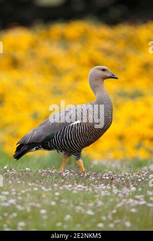 Upland Goose (Chloephaga picta), female, standing in daisies, gorse behind, West Point, Falkland Islands, 3rd Dec 2015 Stock Photo