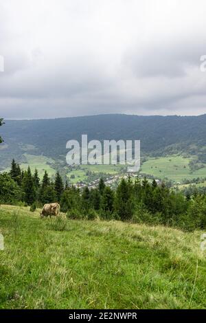 Cow Graze in the Meadow. Carpathian mountains Meadow Stock Photo