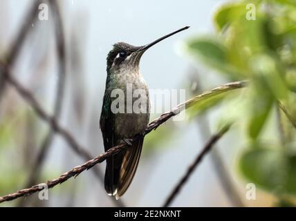 Closeup of female Talamanca Hummingbird( Eugenes spectabilis) perching on a branch in highlands of Panama. This bird is also found in Costa Rica. Stock Photo